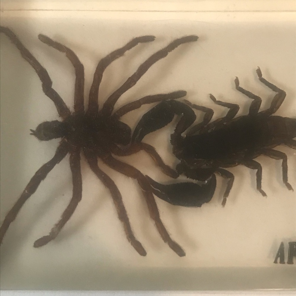 SCORPION AND SPIDER COLLECTABLE - Picture 2 of 4
